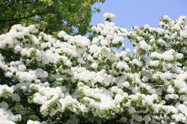 Thời Điểm Hoa Cà Phê Đẹp Nhất Là Tháng 2 Đến Tháng 4 Dương Lịch