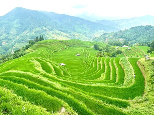 lúa đẹp Hoàng Su Phì
